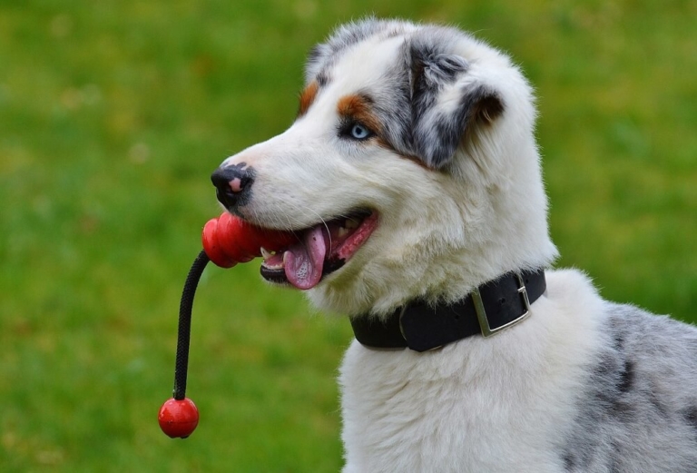 Clickertraining Hund. Klassiker in der Hundeerziehung