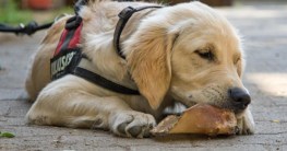 golden retriever fressen