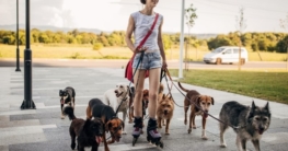 Dogwalker Ausbildung