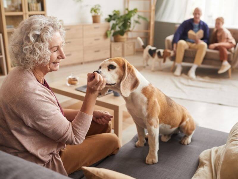 Hunde für Senioren Vermittlung