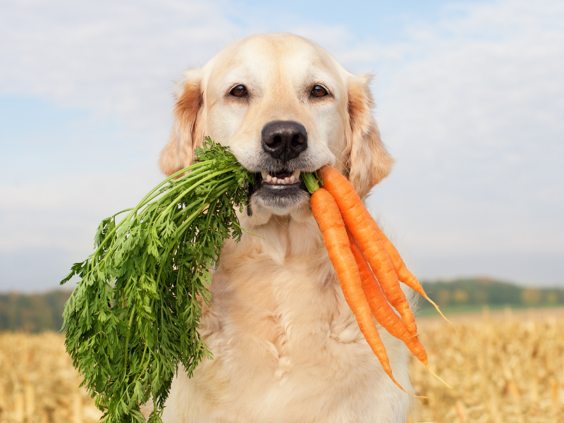 Was für Gemüse dürfen Hunde nicht essen