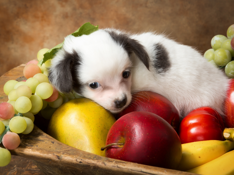 Welches Obst dürfen Hunde essen